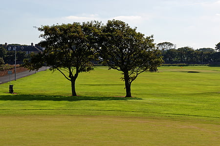 two green trees during daytime thumbnail