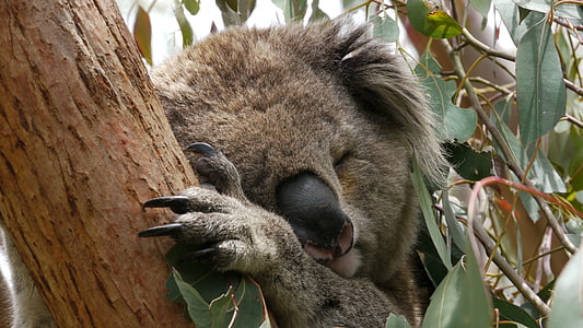 Koala bear on a mint tree taken at daytime thumbnail