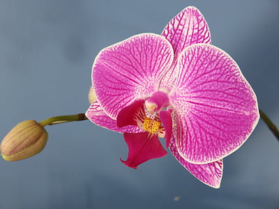 pink moth orchid thumbnail