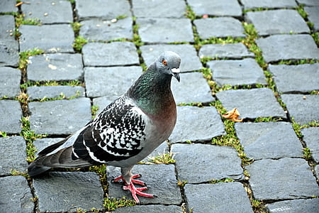 gray pigeon on concrete brick floor thumbnail