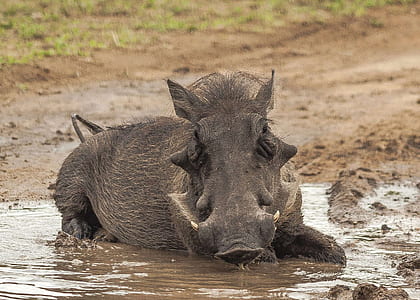 wild boar lying on stagnant water thumbnail