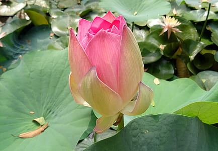 pink and beige petaled flower thumbnail