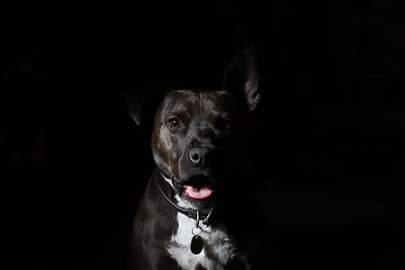 shallow focus photo of short-coated brown and black dog thumbnail