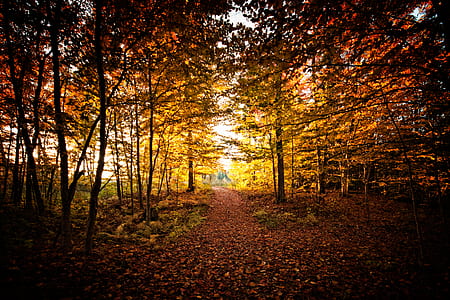 yellow leaf trees at daytime thumbnail