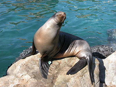 focus photo of sea lion on rock thumbnail