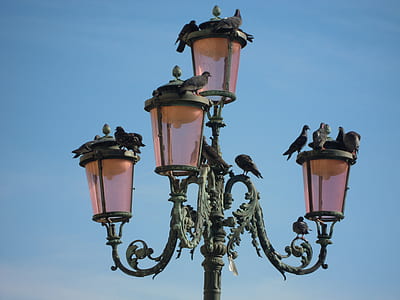flock of birds on turned off street light during day thumbnail