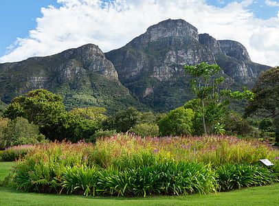 flowers near mountains thumbnail