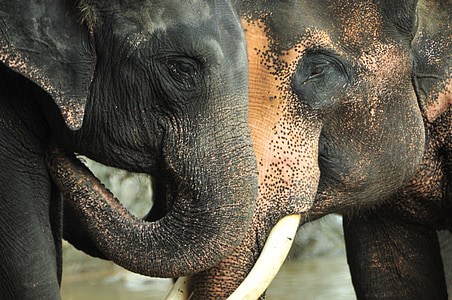 two gray elephants thumbnail