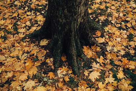 tree surrounded by maple leafs at daytime thumbnail