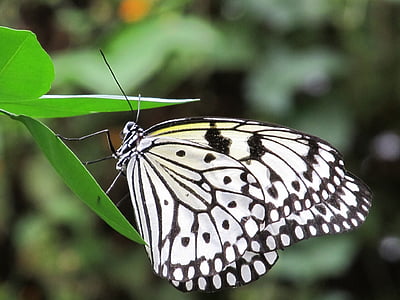 selective focus photography of paperkite butterfly perched under green leaf plant thumbnail