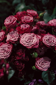 depth of field photography of red roses thumbnail