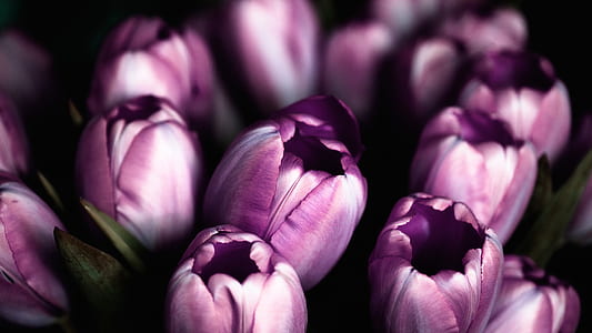 purple petaled bud thumbnail