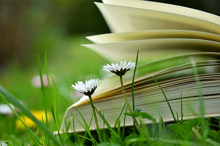 selective photography of two white petaled flowers against unfold book thumbnail
