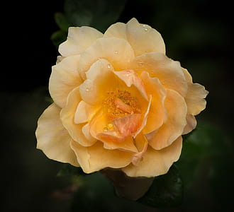 bokeh photography of yellow flower thumbnail