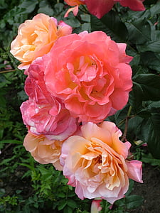 pink and beige roses outdoor during daytime thumbnail