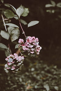 pink petaled flower thumbnail