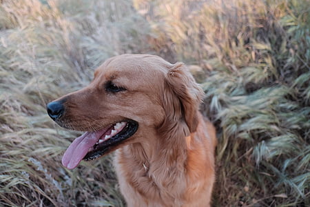 adult golden retriever standing on grass field during daytime close-up photo thumbnail