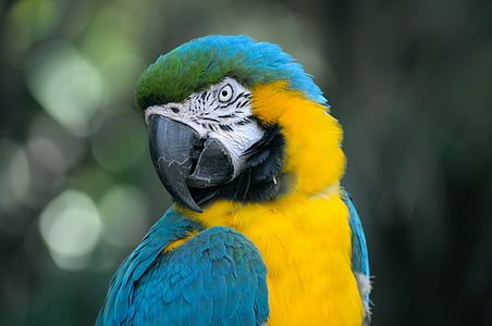 closeup photo of blue and yellow parrot thumbnail