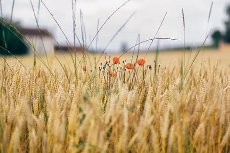 shallow focus photography of orange flowers in wheat field thumbnail