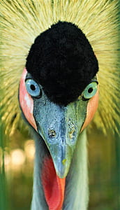 bird painting thumbnail
