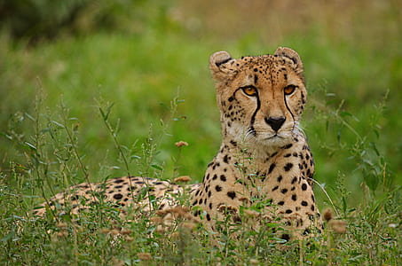 cheetah on green grass thumbnail