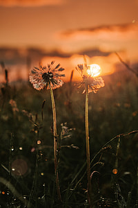 two Dandelion thumbnail