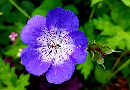 close up photography of purple and white petaled flower thumbnail