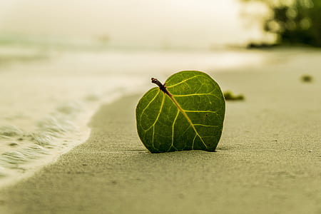 shallow focus photography of green leaf on white sand thumbnail