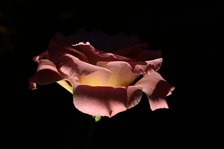 closeup photo of maroon and beige flower thumbnail