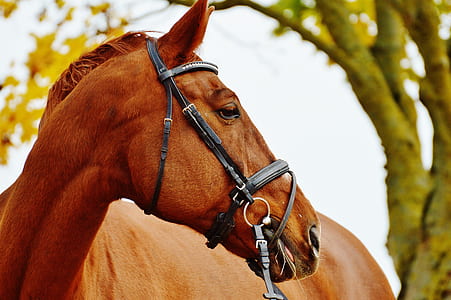 brown horse near tree thumbnail
