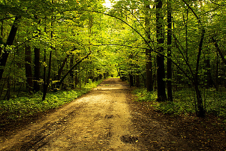 green forest thumbnail