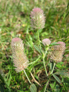 Trifolium Arvense, Haresfoot Clover thumbnail