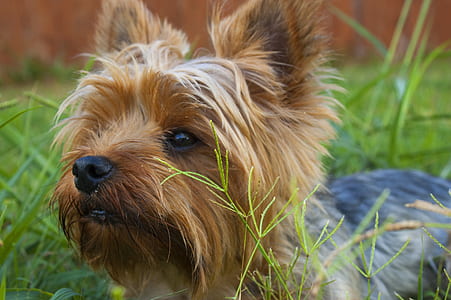 close-up photography of black and tan Australian terrier puppy thumbnail