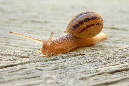 macro photography of snail thumbnail