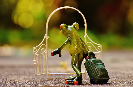 green tree frog holding luggage bag thumbnail