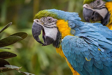 selective focus photography blue-white-and-yellow macaw perching on tree thumbnail