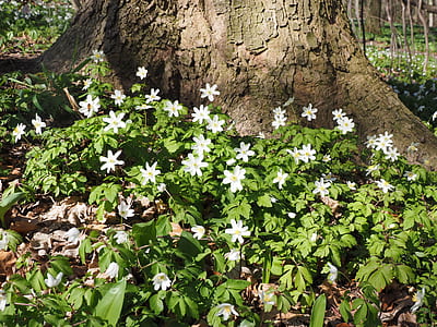 white flowers beside tree during daytime thumbnail