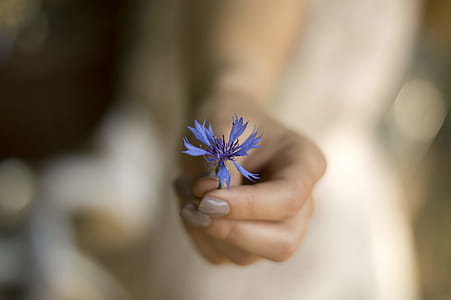 Person Holding Blue Cornflower thumbnail