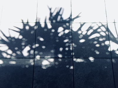 shadow of plant reflect on tile floor thumbnail