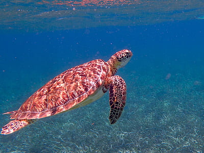 brown turtle in closeup photography thumbnail