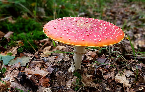 red and white mushroom photo thumbnail