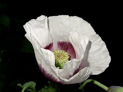 white petal flower with black background thumbnail