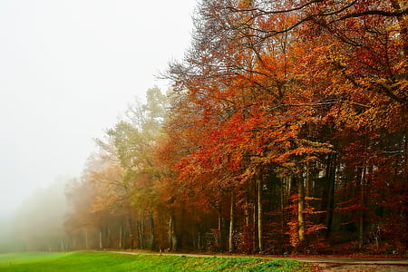 orange leafed tress during cloudy day thumbnail