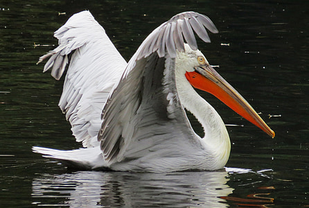 selective focus photography of white pelican on body of water thumbnail