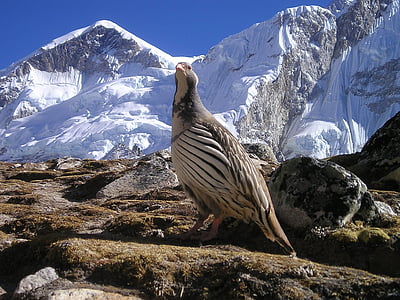 gray and white partridge in front of snow-covered mountain during daytime thumbnail
