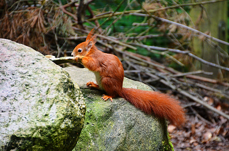 brown squirrel thumbnail