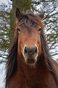 brown horse thumbnail
