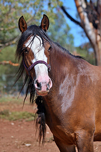 selective focus photo of brown horse thumbnail