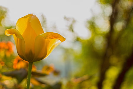 selective focus photography of yellow tulip flower thumbnail