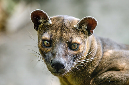 selective focus photo of brown cub thumbnail